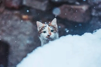 Небольшой снег и до -8°С ожидается в Беларуси 4 января